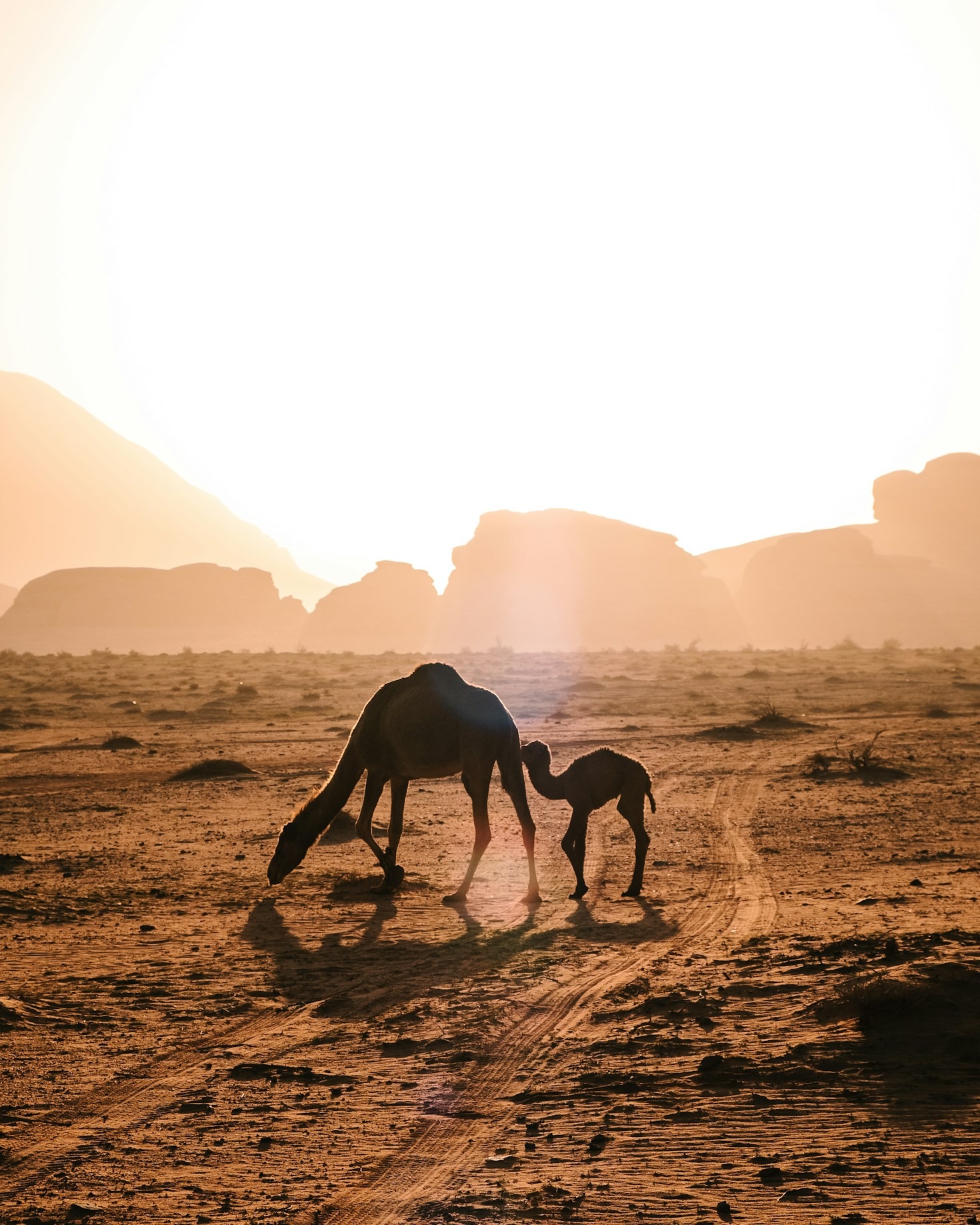 5 Reasons to Choose Sahra Serenity for Your Next Retreat