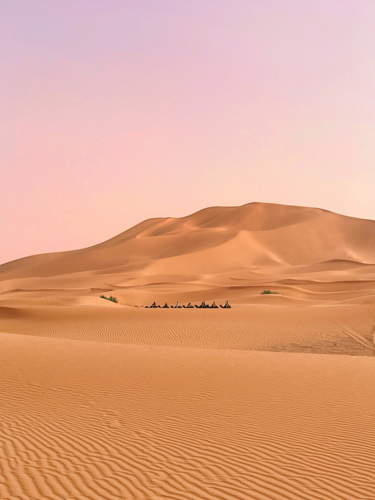 Discover the Flavors of Wadi Rum with Authentic Dining